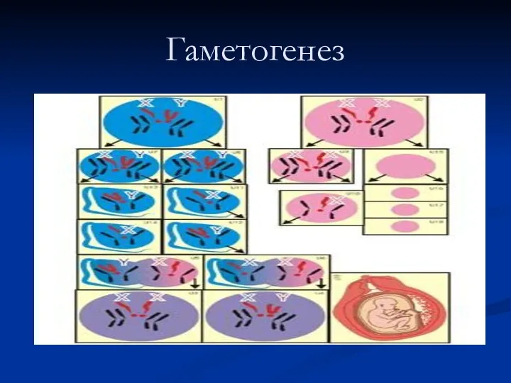 Гаметогенез