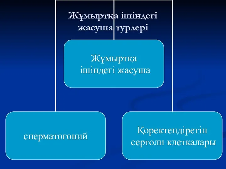 Жұмыртқа ішіндегі жасуша турлері