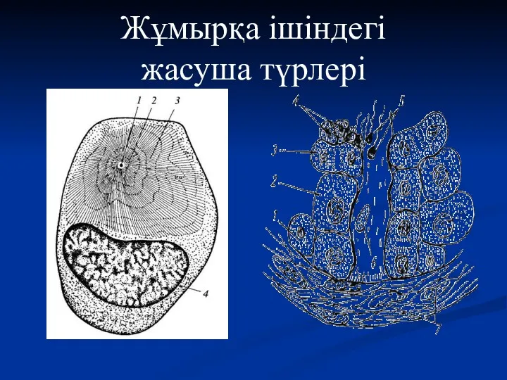 Жұмырқа ішіндегі жасуша түрлері