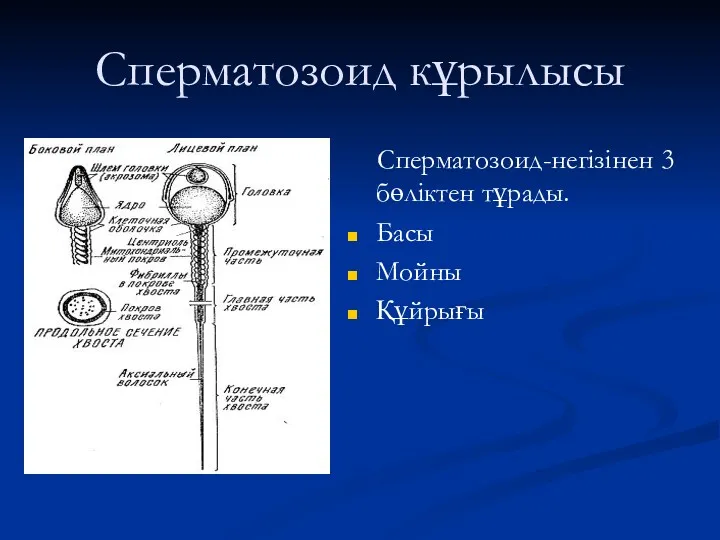 Сперматозоид кұрылысы Сперматозоид-негізінен 3 бөліктен тұрады. Басы Мойны Құйрығы