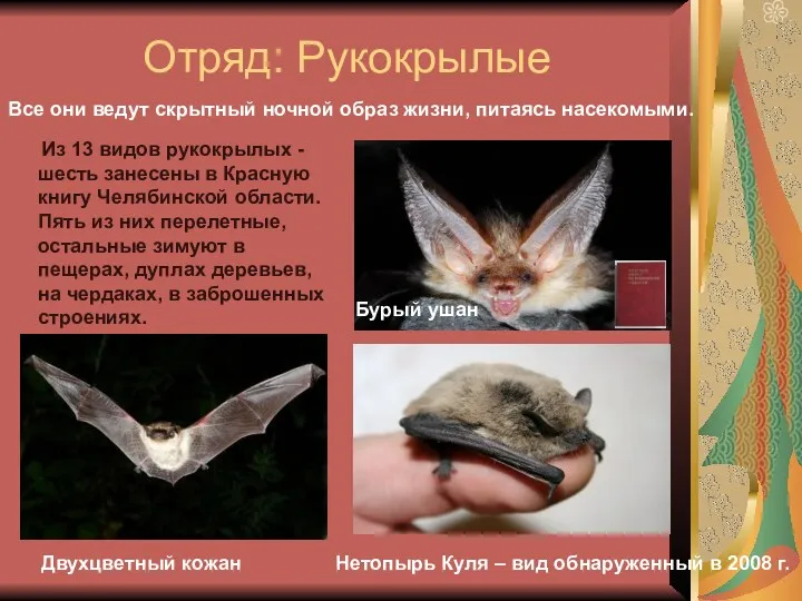 Отряд: Рукокрылые Из 13 видов рукокрылых -шесть занесены в Красную книгу Челябинской области.