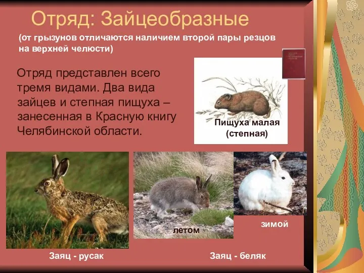 Отряд: Зайцеобразные Отряд представлен всего тремя видами. Два вида зайцев и степная пищуха