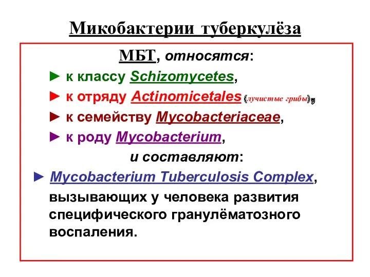 Микобактерии туберкулёза МБТ, относятся: ► к классу Schizomycetes, ► к