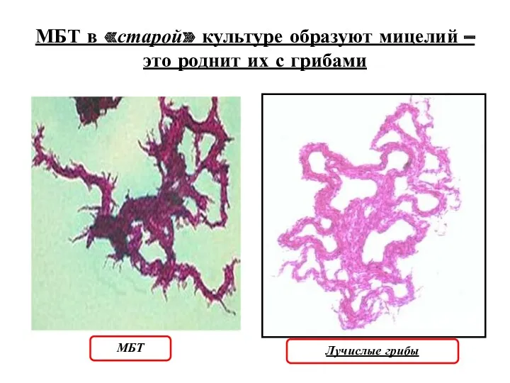 МБТ в «старой» культуре образуют мицелий – это роднит их с грибами Лучислые грибы МБТ