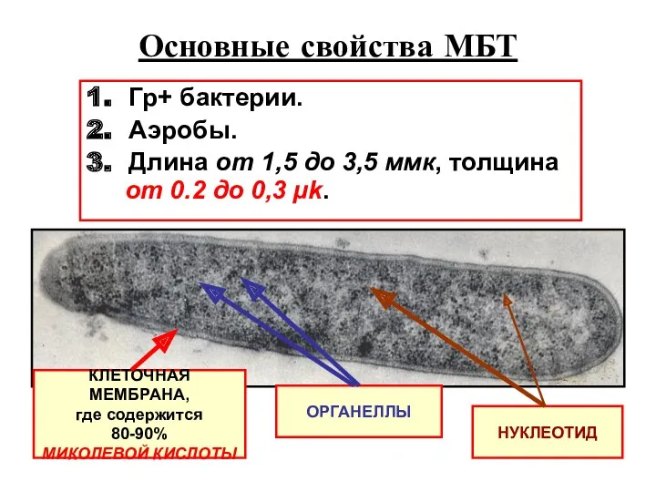 Основные свойства МБТ 1. Гр+ бактерии. 2. Аэробы. 3. Длина