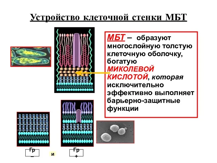 Устройство клеточной стенки МБТ МБТ – образуют многослойную толстую клеточную