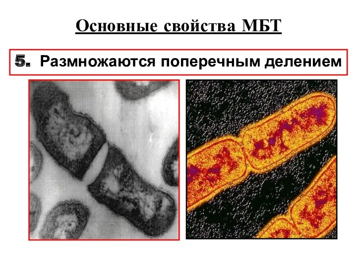 Основные свойства МБТ 5. Размножаются поперечным делением