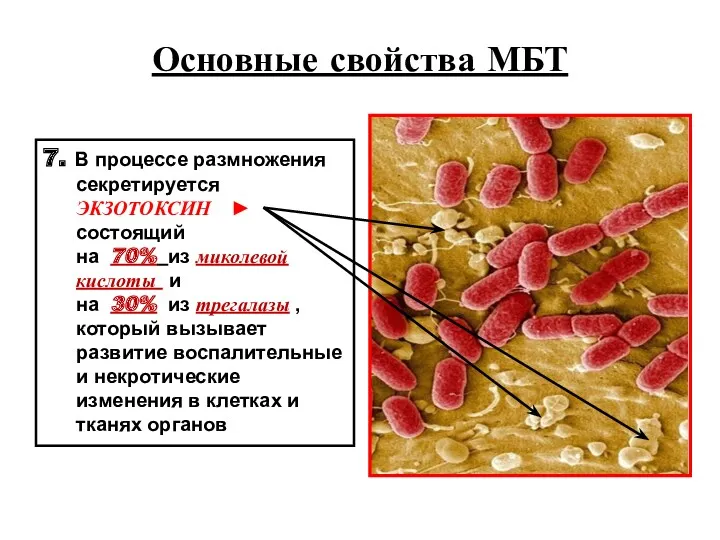 Основные свойства МБТ 7. В процессе размножения секретируется ЭКЗОТОКСИН ►