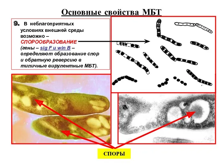 Основные свойства МБТ 9. В неблагоприятных условиях внешней среды возможно