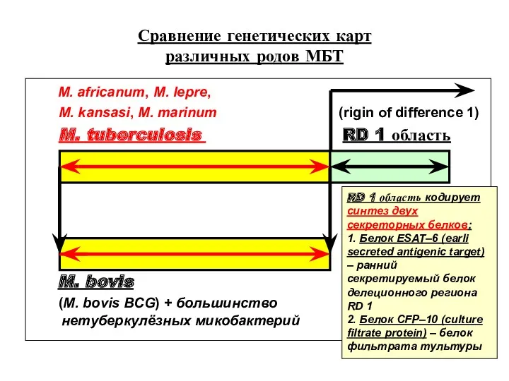 Сравнение генетических карт различных родов МБТ M. africanum, M. lepre,