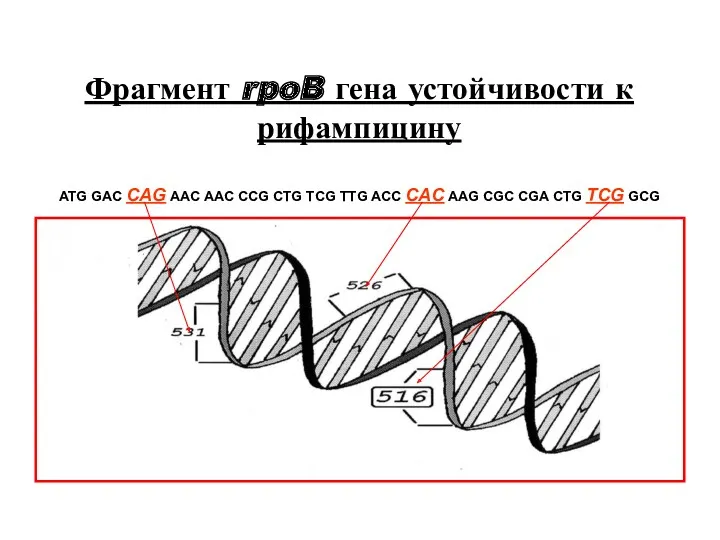 Фрагмент rpoB гена устойчивости к рифампицину ATG GAC CAG AAC