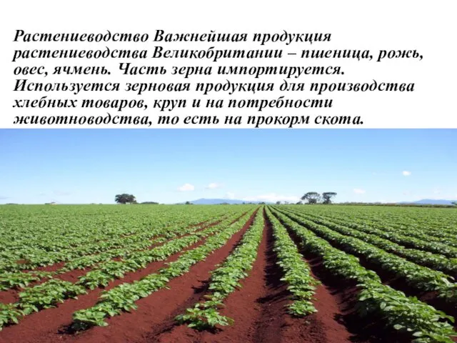 Растениеводство Важнейшая продукция растениеводства Великобритании – пшеница, рожь, овес, ячмень.