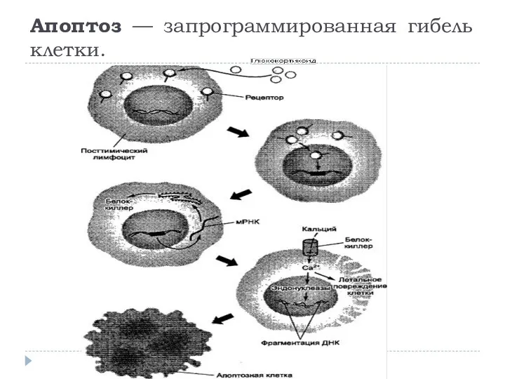 Апоптоз — запрограммированная гибель клетки.