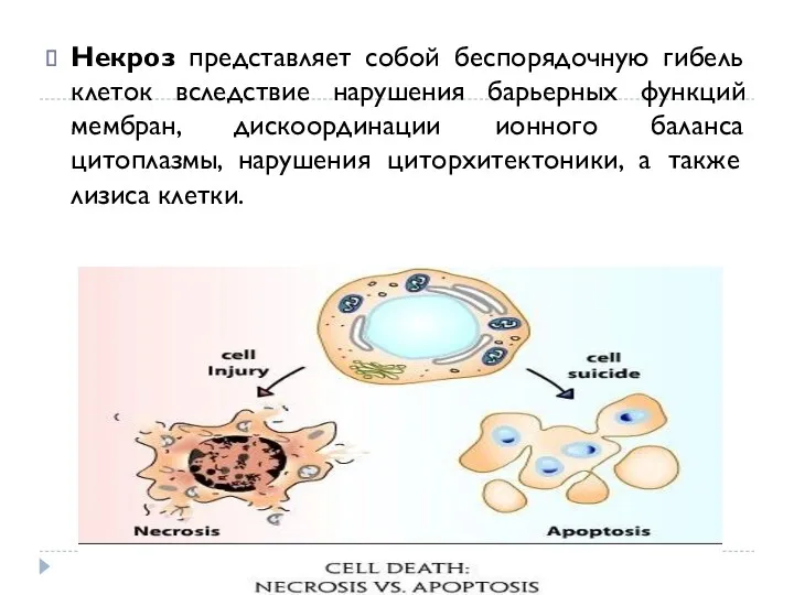 Некроз представляет собой беспорядочную гибель клеток вследствие нарушения барьерных функций мембран, дискоординации ионного