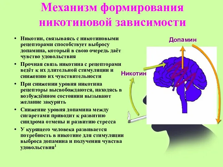 Механизм формирования никотиновой зависимости Никотин, связываясь с никотиновыми рецепторами способствует