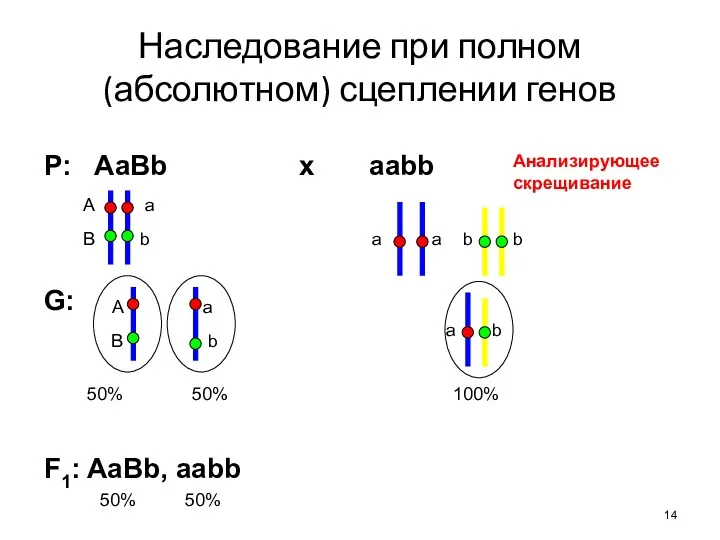 Наследование при полном (абсолютном) сцеплении генов Р: AaBb x aabb