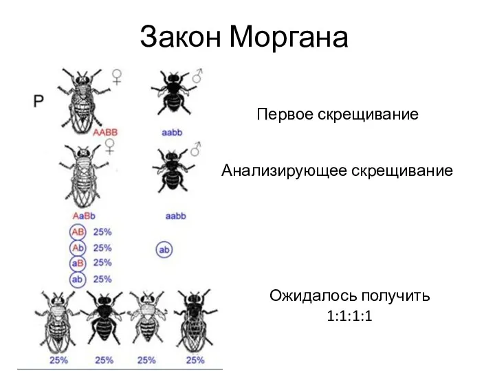 Закон Моргана Первое скрещивание Анализирующее скрещивание Ожидалось получить 1:1:1:1