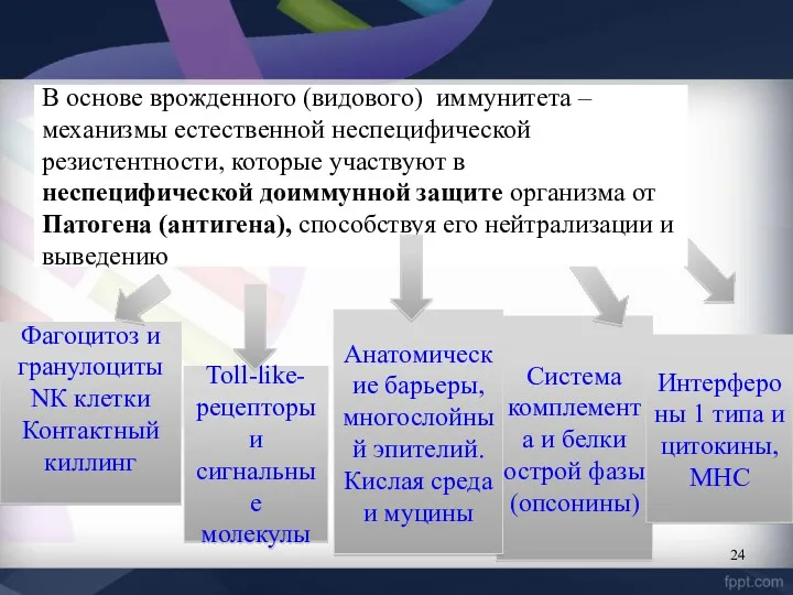 Фагоцитоз и гранулоцитыNК клетки Контактный киллинг Toll-like-рецепторы и сигнальные молекулы