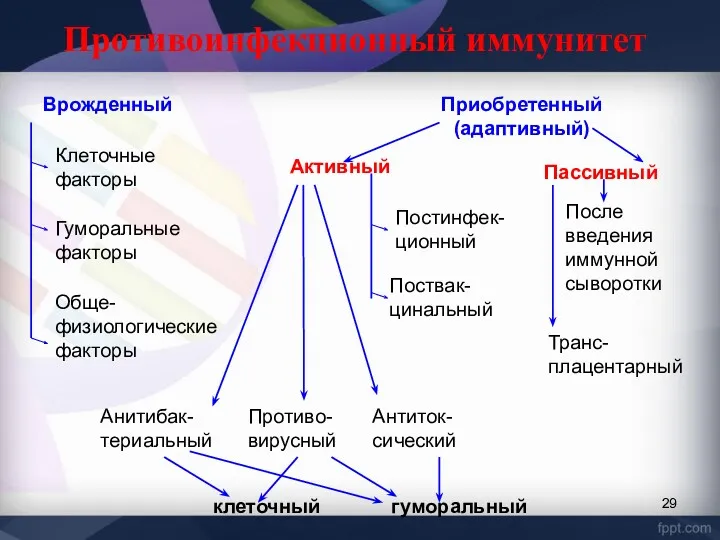 Противоинфекционный иммунитет Врожденный Приобретенный (адаптивный) Клеточные факторы Гуморальные факторы Обще-физиологические