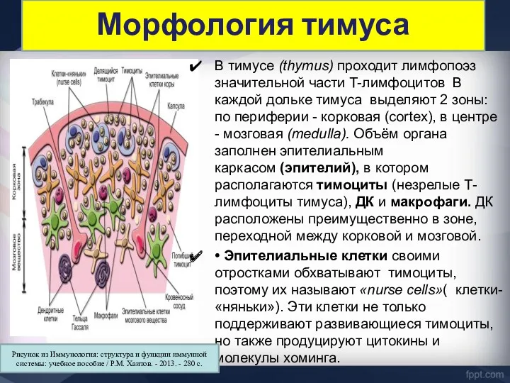 В тимусе (thymus) проходит лимфопоэз значительной части T-лимфоцитов В каждой