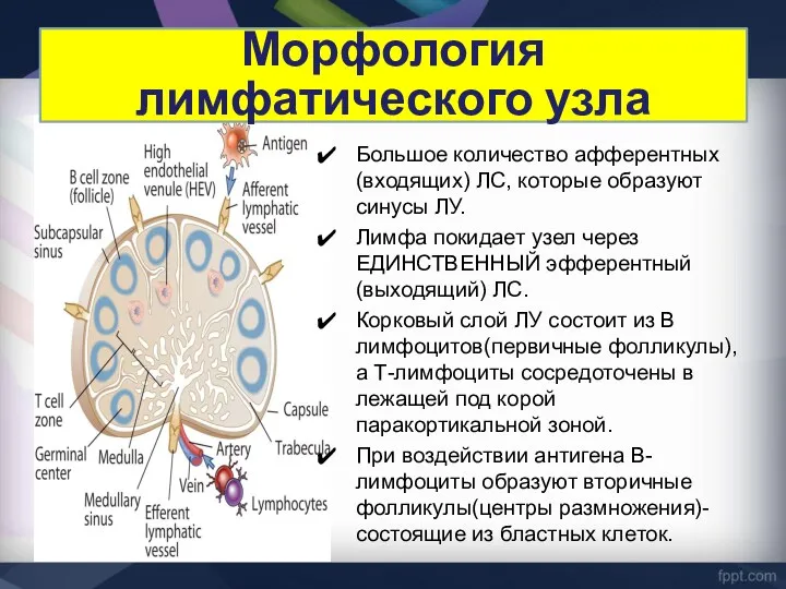 Большое количество афферентных (входящих) ЛС, которые образуют синусы ЛУ. Лимфа