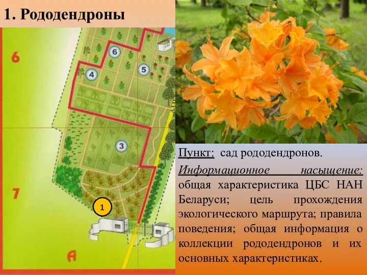 1. Рододендроны Пункт: сад рододендронов. Информационное насыщение: общая характеристика ЦБС