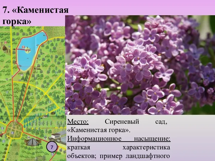 7. «Каменистая горка» Место: Сиреневый сад, «Каменистая горка». Информационное насыщение: