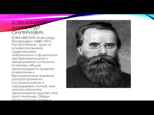 КОВАЛЕВСКИЙ АЛЕКСАНДР ОНУФРИЕВИЧ. КОВАЛЕВСКИЙ Александр Онуфриевич (1840-1901) Русский биолог, один из основоположников сравнительной
