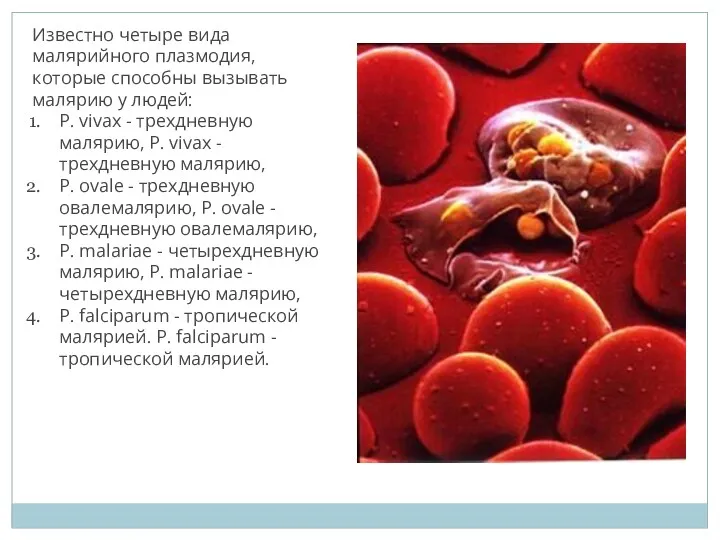 Известно четыре вида малярийного плазмодия, которые способны вызывать малярию у
