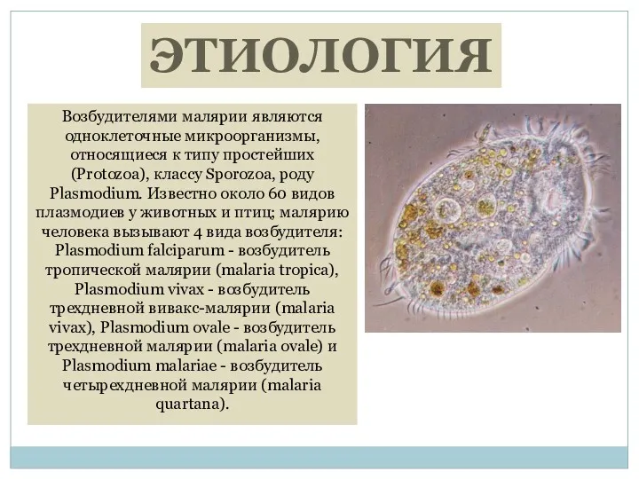 ЭТИОЛОГИЯ Возбудителями малярии являются одноклеточные микроорганизмы, относящиеся к типу простейших