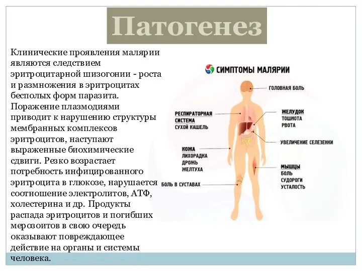 Патогенез Клинические проявления малярии являются следствием эритроцитарной шизогонии - роста