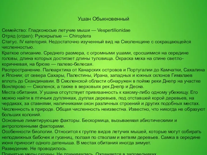 Ушан Обыкновенный Семейство: Гладконосые летучие мыши — Vespertilionidae Отряд (отдел):