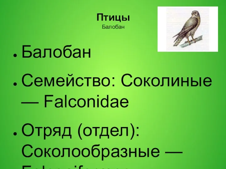 Птицы Балобан Балобан Семейство: Соколиные — Falconidae Отряд (отдел): Соколообразные