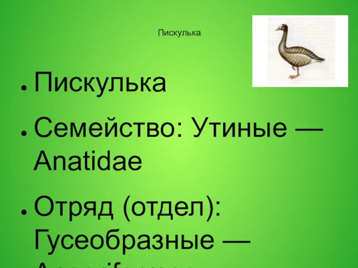 Пискулька Пискулька Семейство: Утиные — Anatidae Отряд (отдел): Гусеобразные —