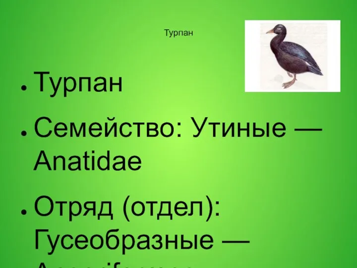 Турпан Турпан Семейство: Утиные — Anatidae Отряд (отдел): Гусеобразные —