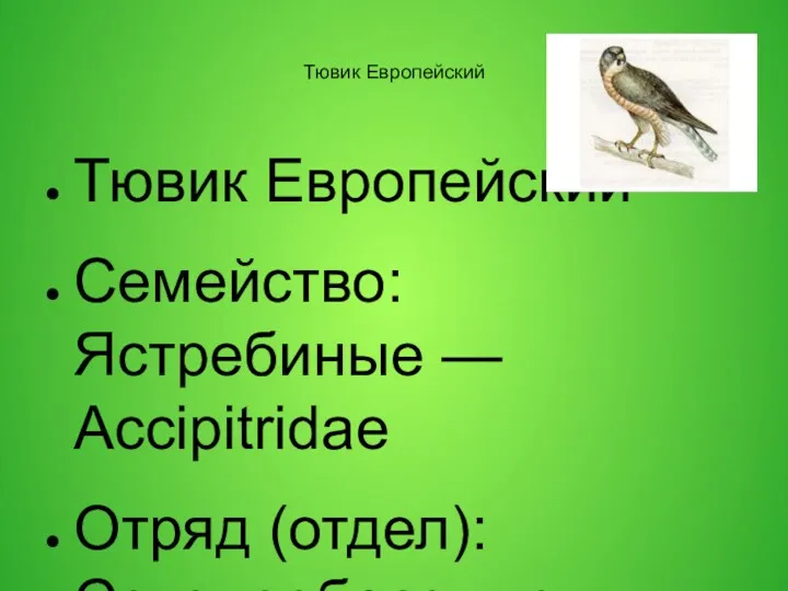 Тювик Европейский Тювик Европейский Семейство: Ястребиные — Accipitridae Отряд (отдел):