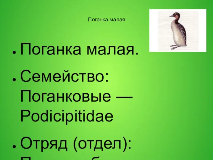 Поганка малая Поганка малая. Семейство: Поганковые — Podicipitidae Отряд (отдел):