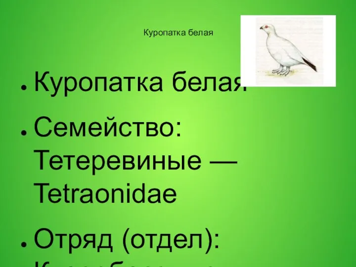 Куропатка белая Куропатка белая Семейство: Тетеревиные — Tetraonidae Отряд (отдел):