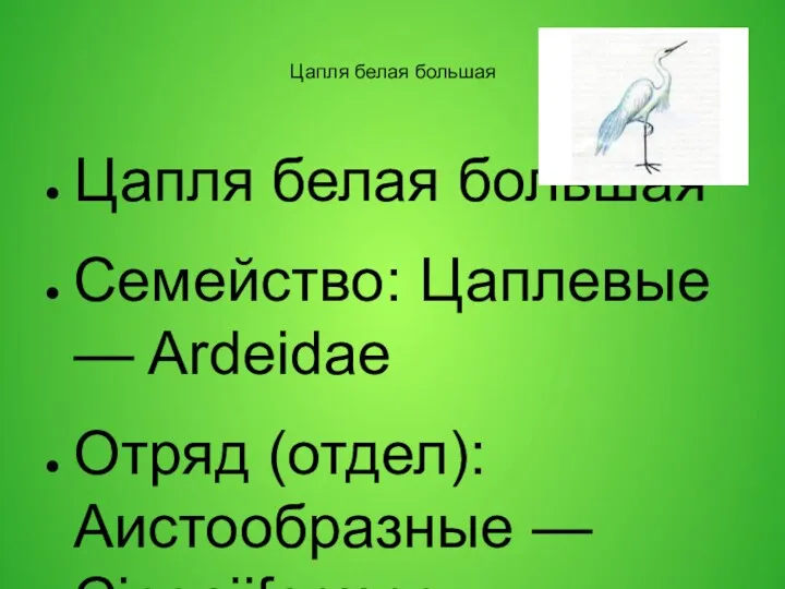 Цапля белая большая Цапля белая большая Семейство: Цаплевые — Ardeidae