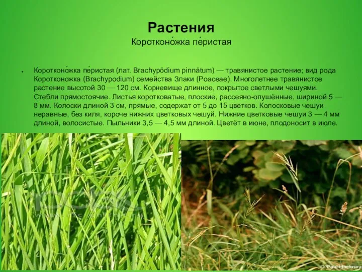 Растения Коротконо́жка пе́ристая Коротконо́жка пе́ристая (лат. Brachypōdium pinnātum) — травянистое