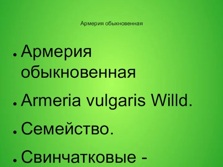 Армерия обыкновенная Армерия обыкновенная Armeria vulgaris Willd. Семейство. Свинчатковые -