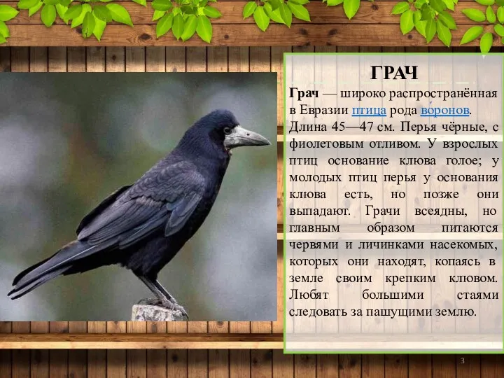 ГРАЧ Грач — широко распространённая в Евразии птица рода во́ронов.