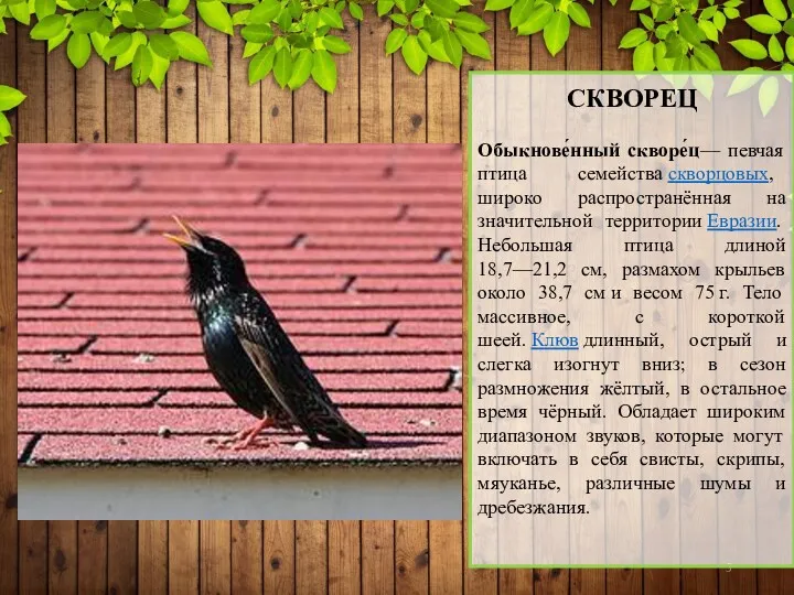 СКВОРЕЦ Обыкнове́нный скворе́ц— певчая птица семейства скворцовых, широко распространённая на