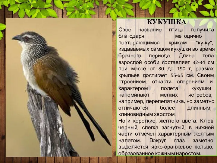 КУКУШКА Свое название птица получила благодаря методично повторяющимся крикам "ку-ку",