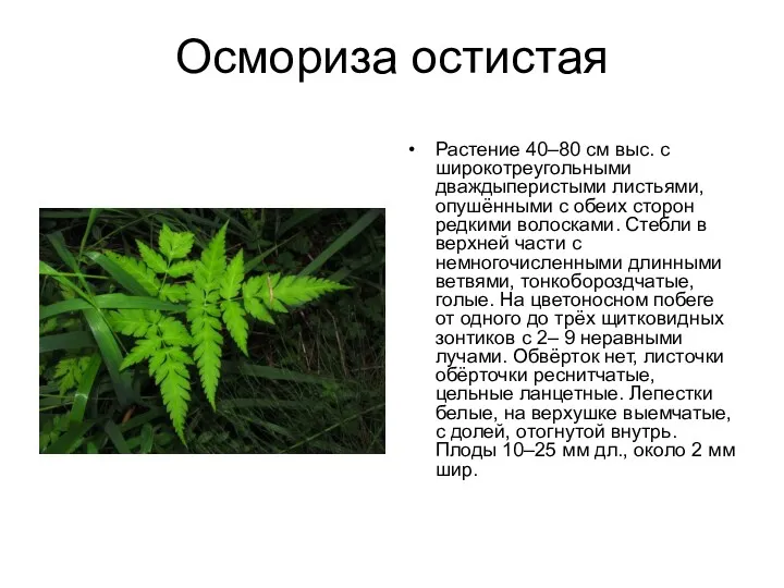 Осмориза остистая Растение 40–80 см выс. с широкотреугольными дваждыперистыми листьями,