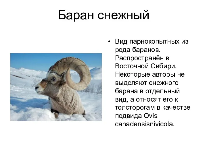 Баран снежный Вид парнокопытных из рода баранов. Распространён в Восточной Сибири. Некоторые авторы