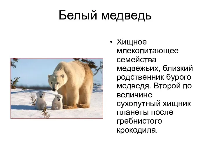 Белый медведь Хищное млекопитающее семейства медвежьих, близкий родственник бурого медведя. Второй по величине