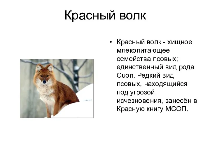 Красный волк Красный волк - хищное млекопитающее семейства псовых; единственный вид рода Cuon.