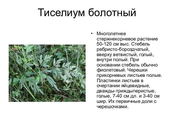 Тиселиум болотный Многолетнее стержнекорневое растение 50-120 см выс. Стебель ребристо-бороздчатый, вверху ветвистый, голый,