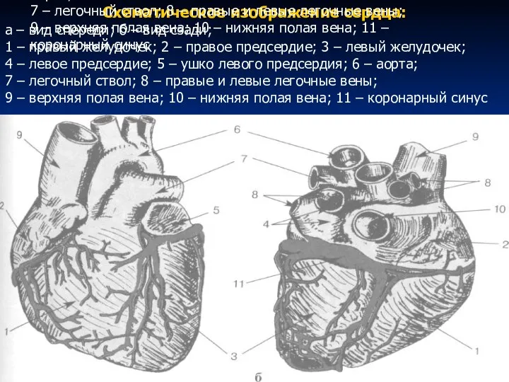 Схематическое изображение сердца: а – вид спереди; б – вид